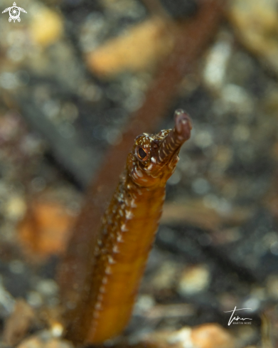 A Sygnathus acus | Greater Pipefish