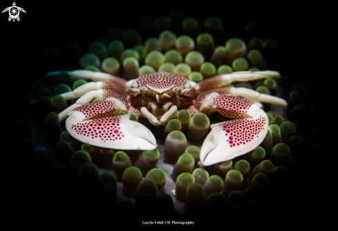 A Porcelain crab