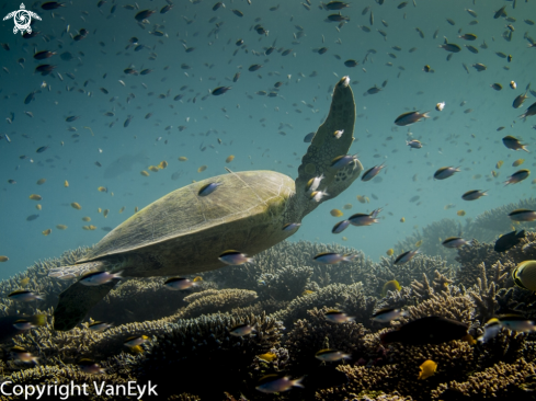 A Green sea turtle