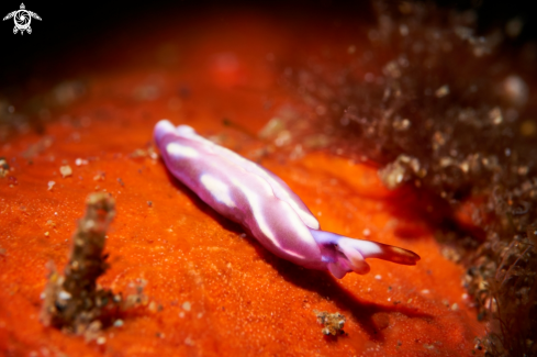 A Thuridilla albopustulosa | NUDIBRANCH