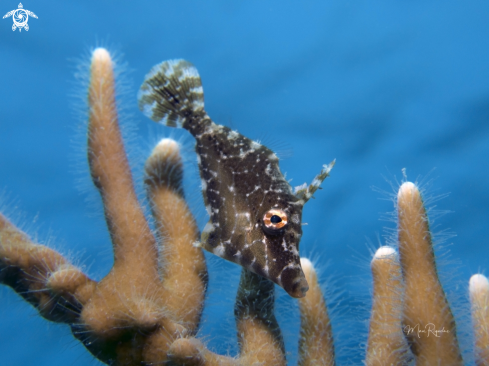 A Slender Filefish