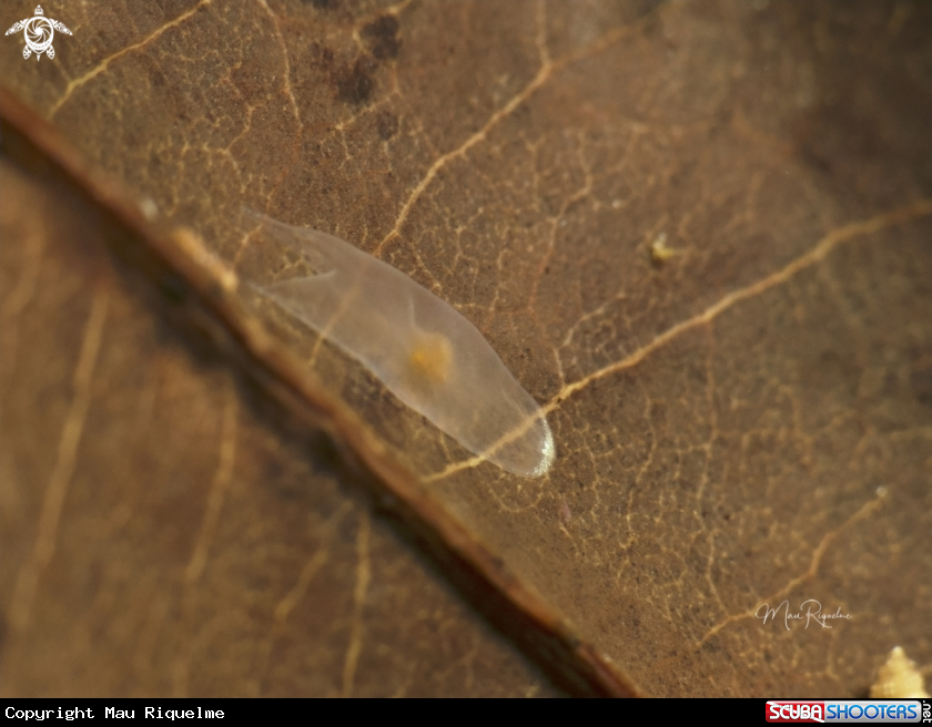 A Ghost Flatworm