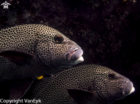 A Plectorhinchus chaetodontoides | Many-spotted Sweetlips