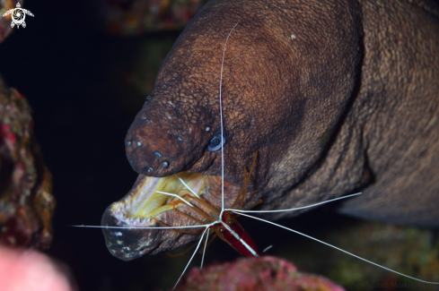 A Gymnothorax unicolor | Murion