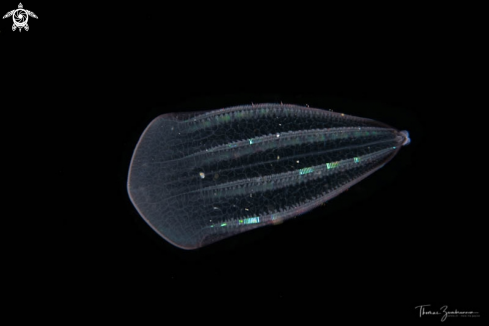 A Comb jelly 