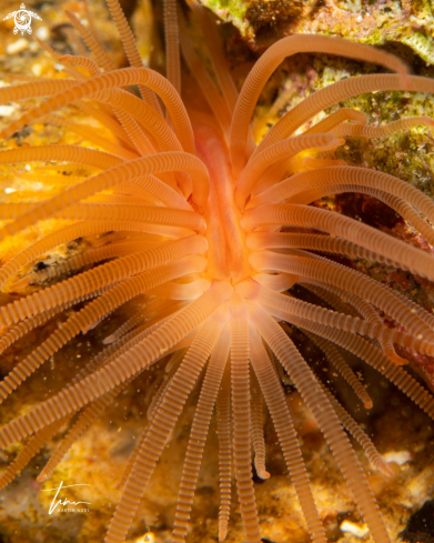 A Limaria hians | Gapping clam