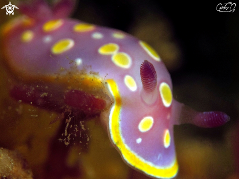 A Felimida luteorosea | Nudibranch