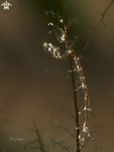 A Skeleton Shrimp