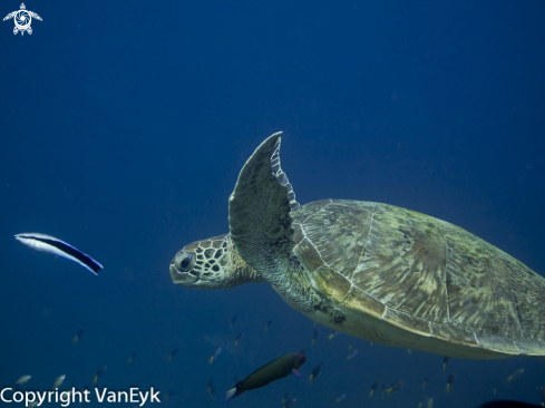 A Chelonia mydas | Green sea turtle