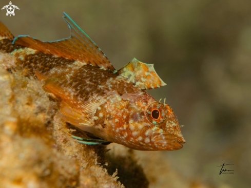 A Black faced Blennie