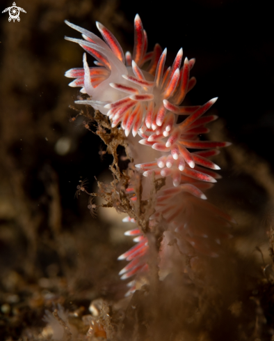 A Caronella pellucida  | Caronella pellucida 