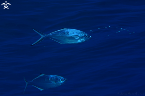 A Trachinotus ovatus | Pompano