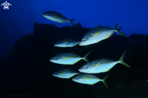 A White Trevally