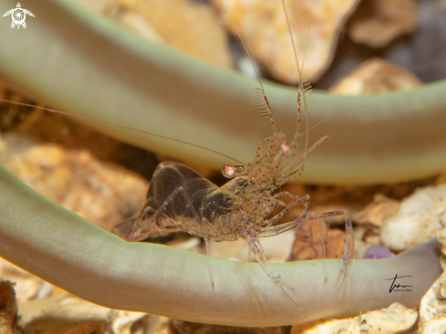 A Periclimenes scriptus | Crystal prawn