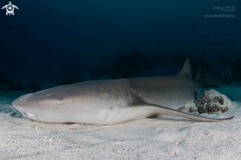 A Nurse Shark 