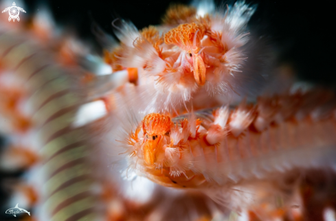 A hermodice carunculata | Fire worm