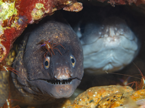 A Lysmata seticaudata - Muraena helena | Monaco shrimp on Moray eel