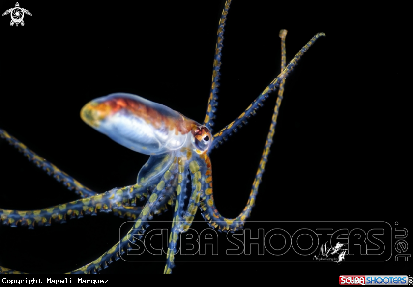 A Juvenile atlantic longarm octopus 