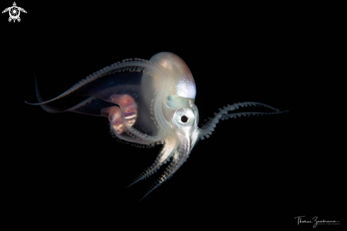 A Blanket Octopus 