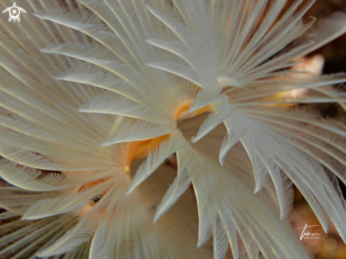 A Sabella spallanzanii | Fan worm