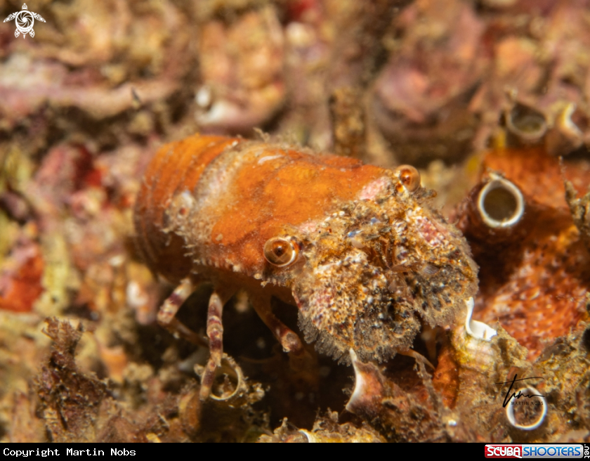 A Pigmy locust lobster