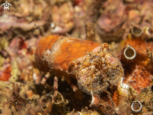 A Scyllarus pygmaeus | Pigmy locust lobster