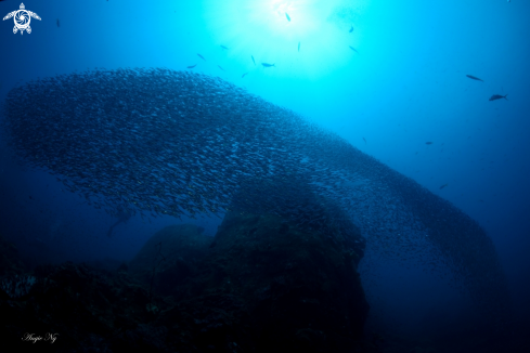 A Silversides