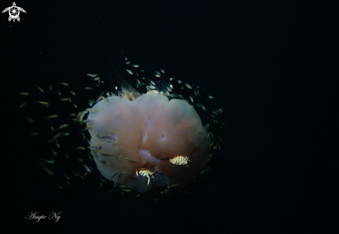 A Jelly fish