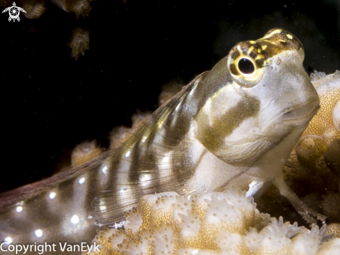 A Ecsenius lineatus | Linear (Lined) Blenny