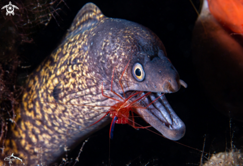 A Moray eel cleaner shrimp