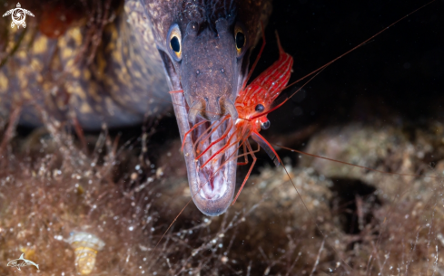 A Moray eel cleaner shrimp