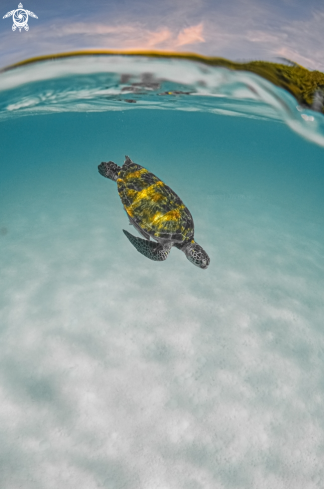 A Green Sea Turtle