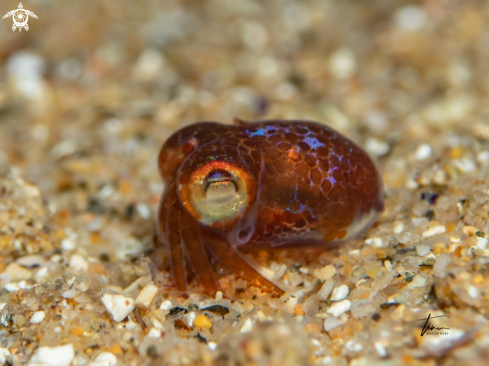 A Sepiola rondeleti | Dwarf Bobtail Squid