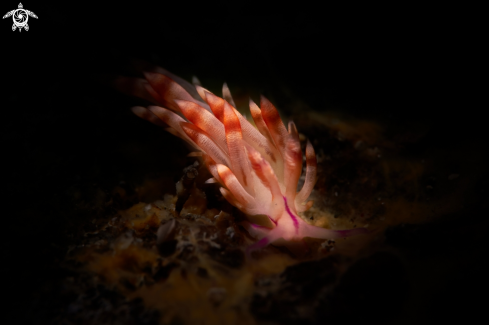 A Coryphellina rubrolineata | NUDIBRANCH