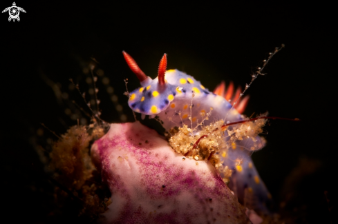 A NUDIBRANCH