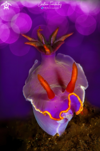 A Hypselodoris bullockii | Nudibranch