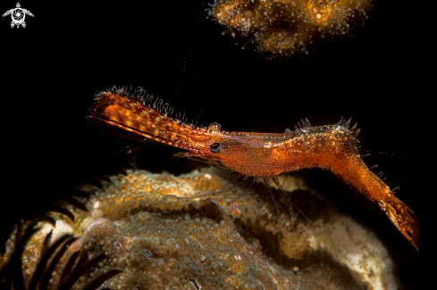 A Leander plumosus | Donal Duck shrimp