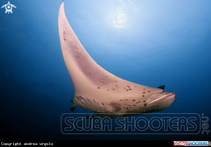 A Manta, Moray Eel, Nurse Shark