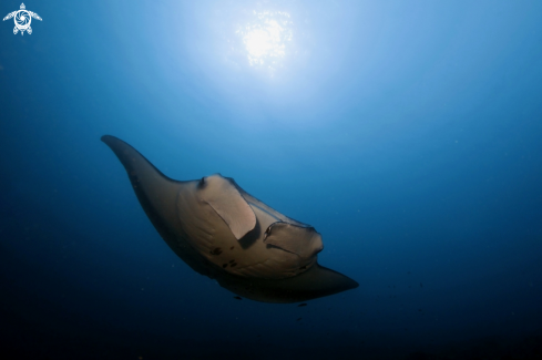 A Manta Birostris, Gymnothorax Favagineus, Nebrius Ferrugineus | Manta, Moray Eel, Nurse Shark