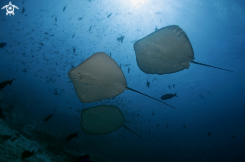 A Manta, Moray Eel, Nurse Shark