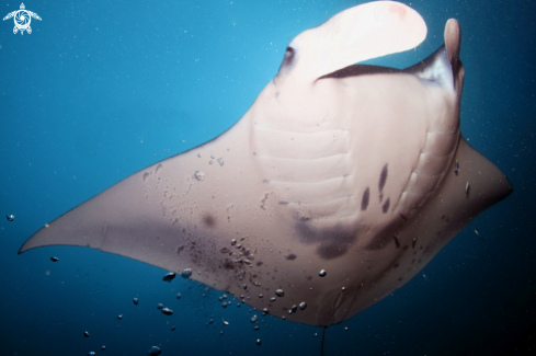 A Manta Birostris, Gymnothorax Favagineus, Nebrius Ferrugineus | Manta, Moray Eel, Nurse Shark