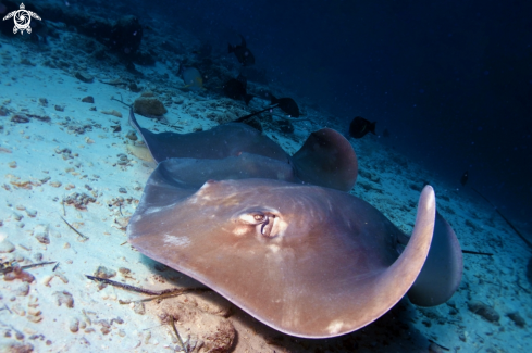 A Manta Birostris, Gymnothorax Favagineus, Nebrius Ferrugineus | Manta, Moray Eel, Nurse Shark