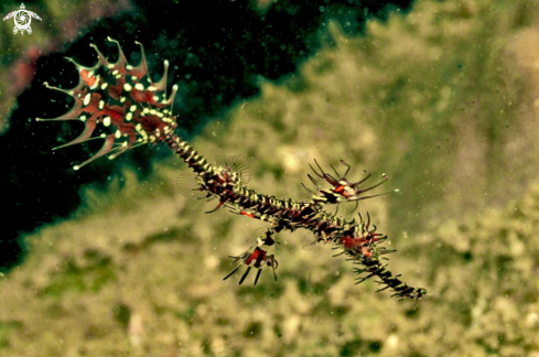 A ghost pipefish