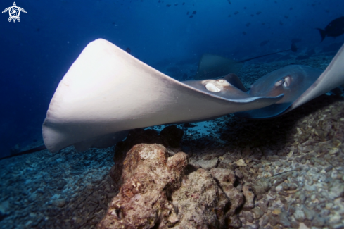 A Manta Birostris, Gymnothorax Favagineus, Nebrius Ferrugineus | Manta, Moray Eel, Nurse Shark