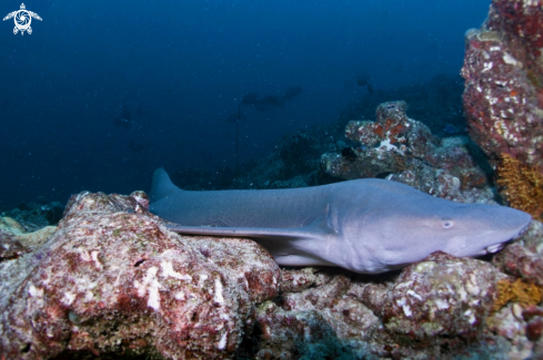 A Manta, Moray Eel, Nurse Shark