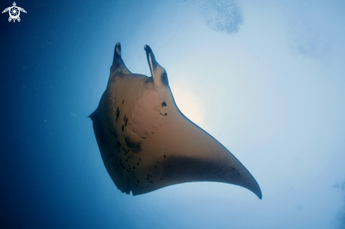 A Manta, Moray Eel, Nurse Shark