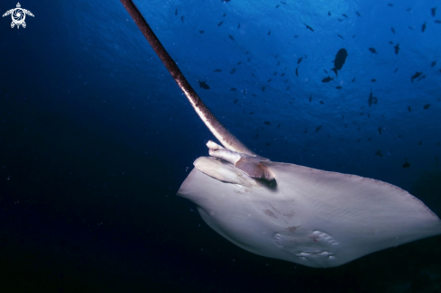 A Manta Birostris, Gymnothorax Favagineus, Nebrius Ferrugineus | Manta, Moray Eel, Nurse Shark