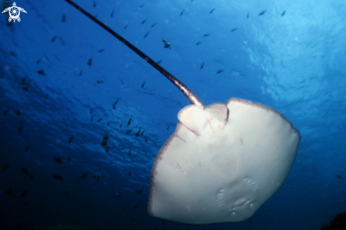 A Manta, Moray Eel, Nurse Shark