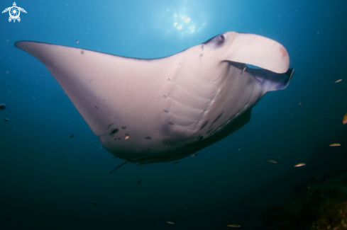 A Manta, Moray Eel, Nurse Shark