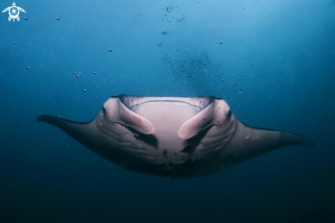 A Manta Birostris, Gymnothorax Favagineus, Nebrius Ferrugineus | Manta, Moray Eel, Nurse Shark